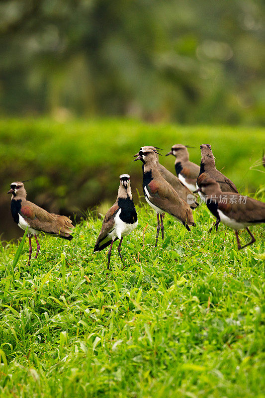 一群南田凫鸟(Vanellus chilensis)在一个郁郁葱葱的绿色田野，哥斯达黎加